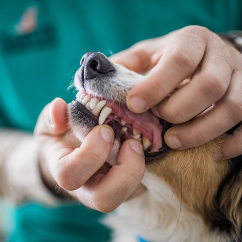 pet dentistry