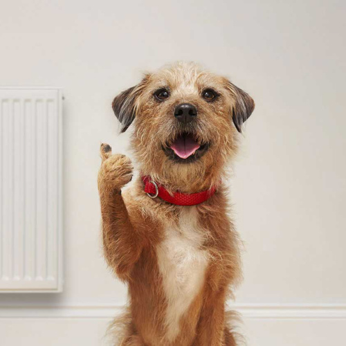 10 pet insurance
